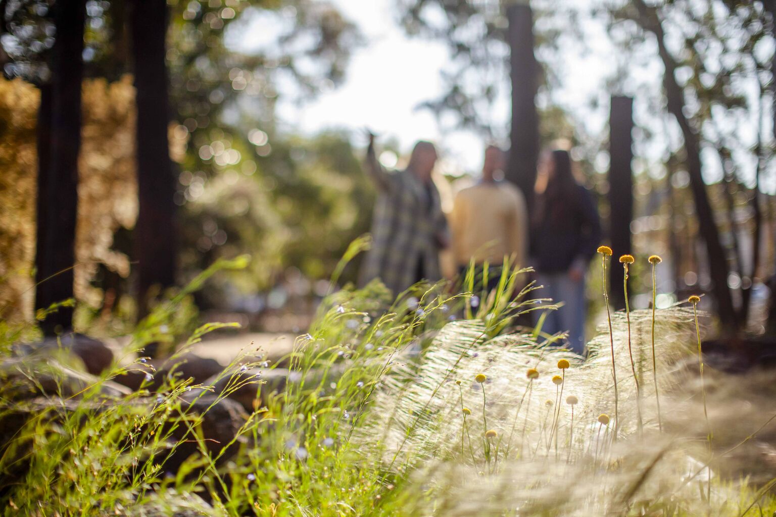 Design X Nature: Walks, Talks and Workshops