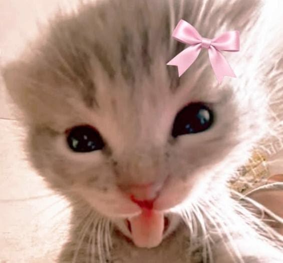Fostering Items Amazon Wishlist