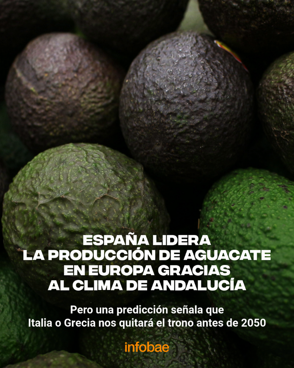Espa&ntilde;a lidera la producci&oacute;n de aguacate en Europa gracias al clima de Andaluc&iacute;a, pero una predicci&oacute;n se&ntilde;ala que Italia o Grecia nos quitar&aacute; el trono antes de 2050