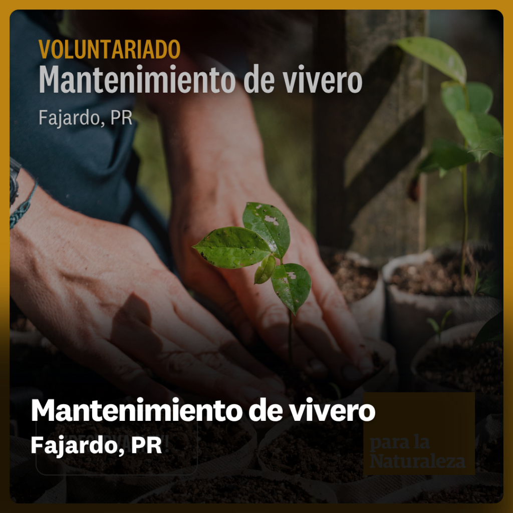 Mantenimiento de vivero - Fajardo