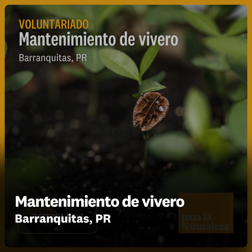 Mantenimiento de vivero - Barranquitas