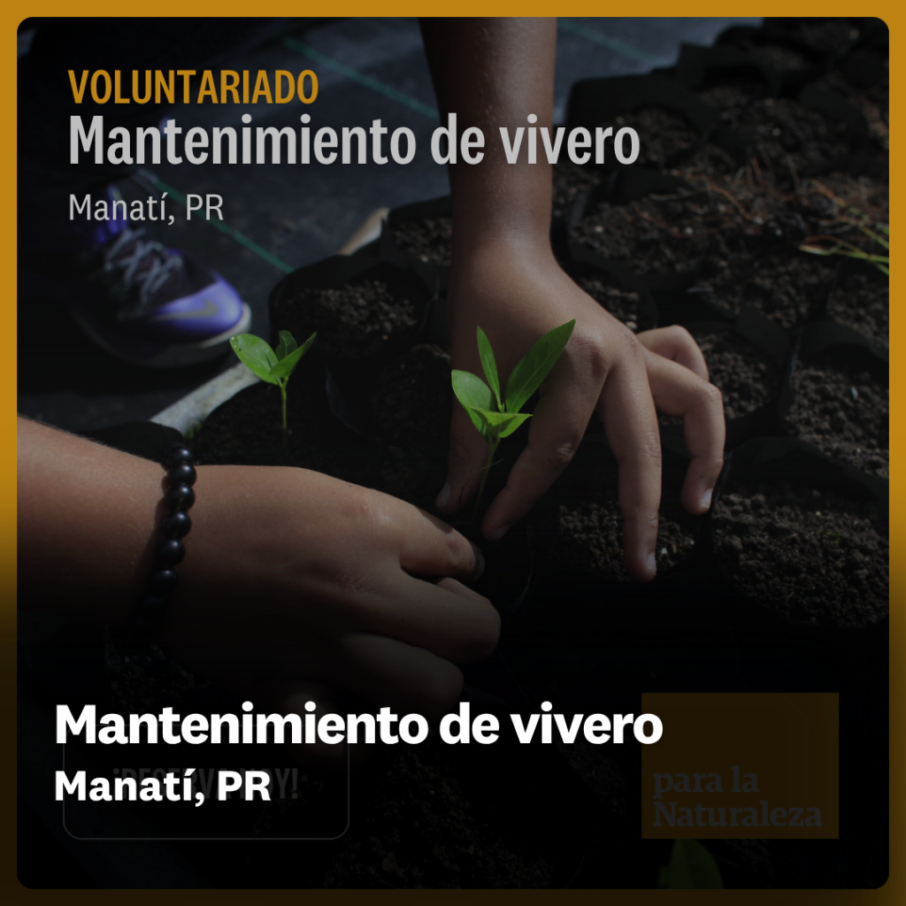 Mantenimiento de vivero - Manat&iacute;