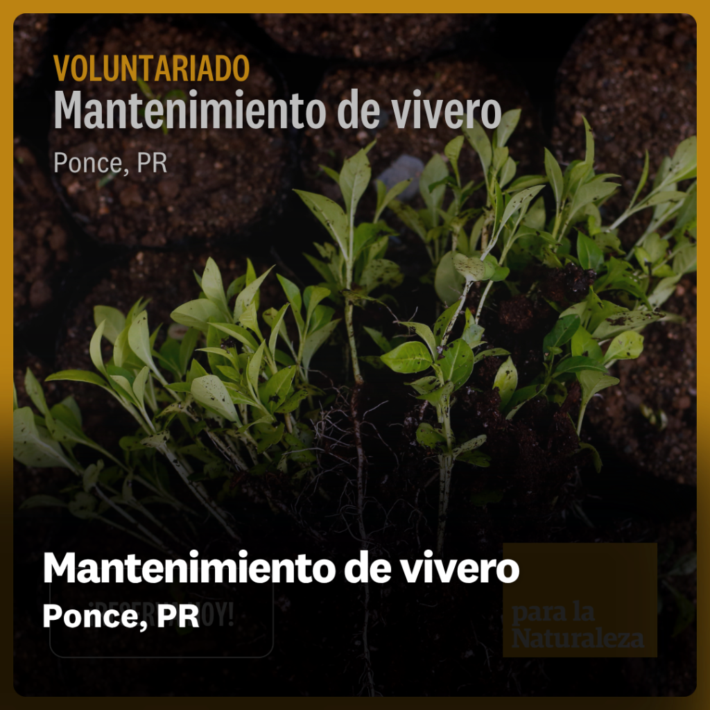 Mantenimiento de vivero - Ponce
