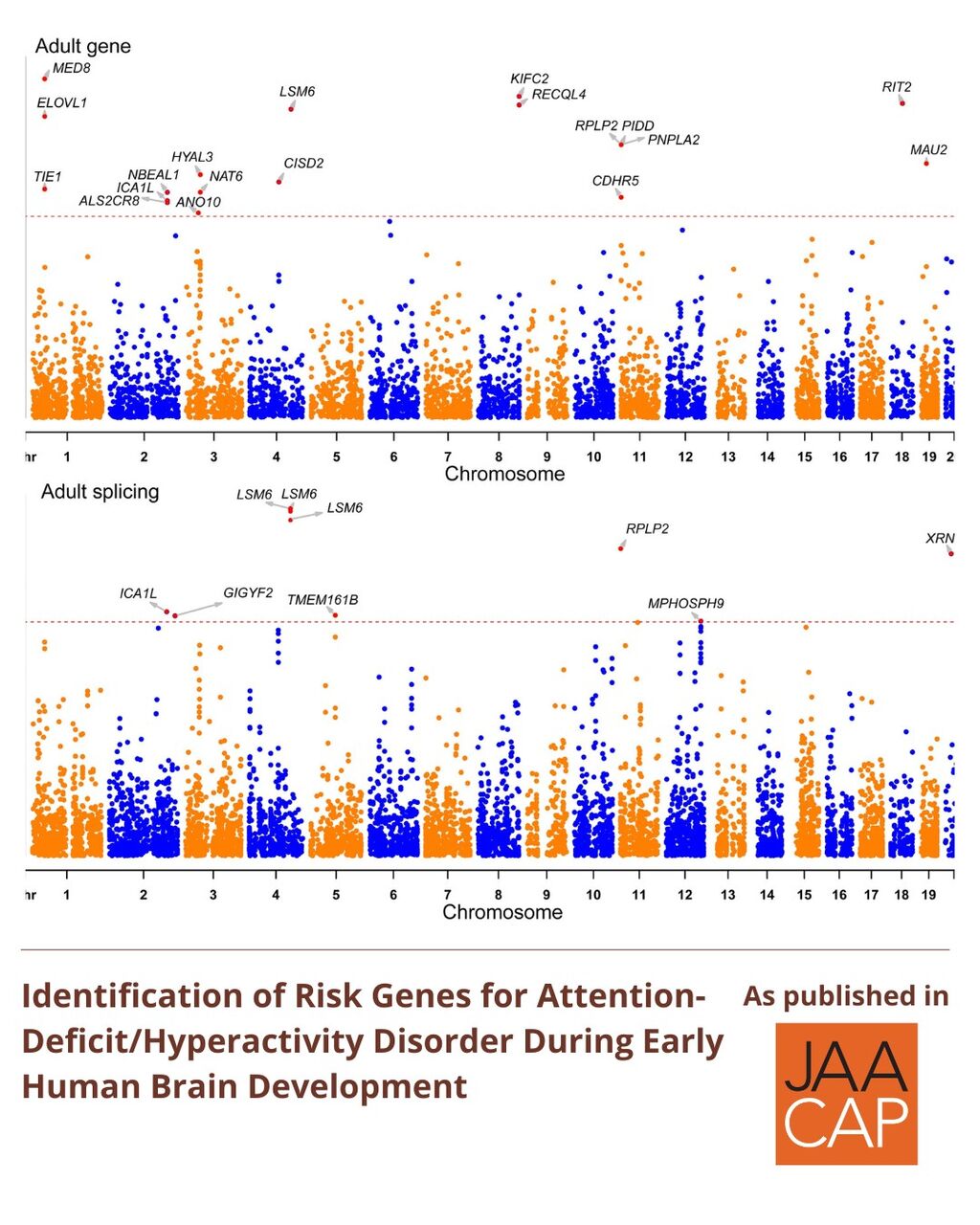 Identification of Risk Genes for Attention-Deficit/Hyperactivity Disorder During Early Human Brain Development