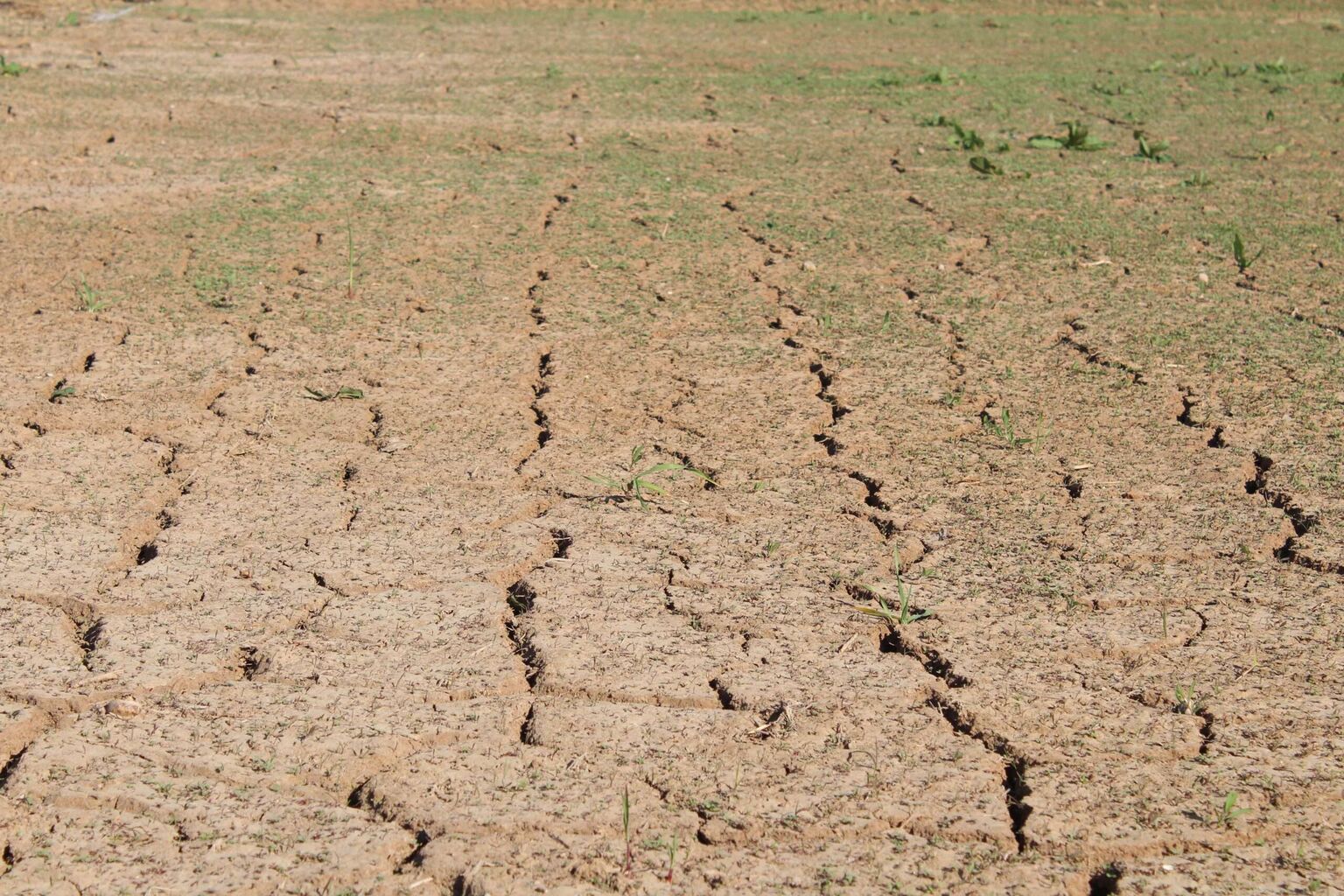 | Taxgirl IRS Extends Drought Tax Relief for Farmers and Ranchers