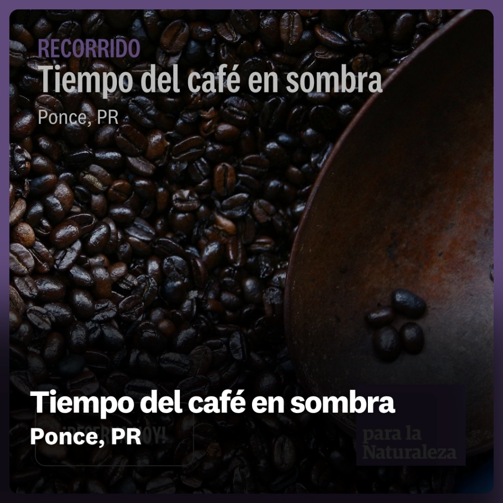 Tiempo del caf&eacute; en sombra
