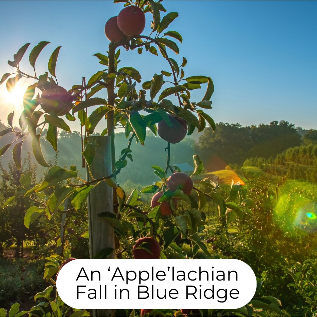 An &lsquo;Apple&rsquo;lachian Fall in Blue Ridge
