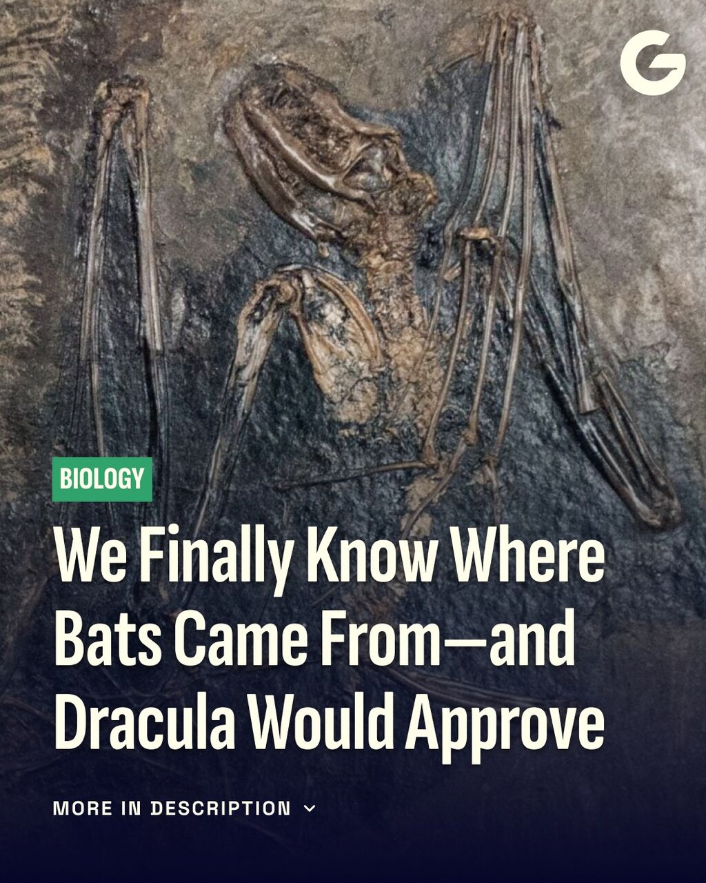 We Finally Know Where Bats Came From&mdash;and Dracula Would Approve