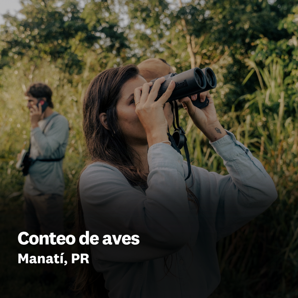 Conteo de aves - HLE