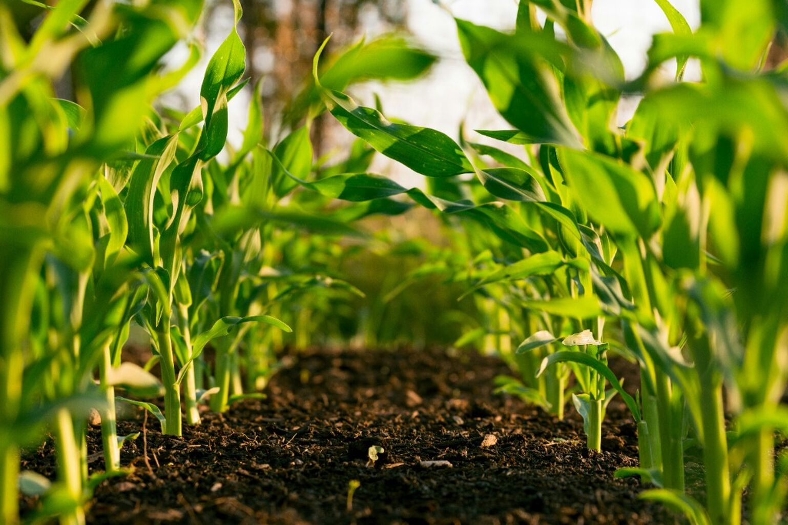 Regenerative Agriculture in the Mid-Atlantic