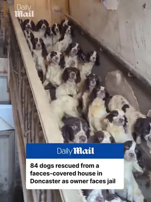84 dogs rescued from home in Doncaster