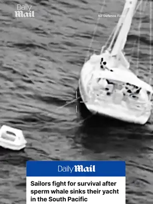 Sperm whale sinks sailors' yacht in South Pacific