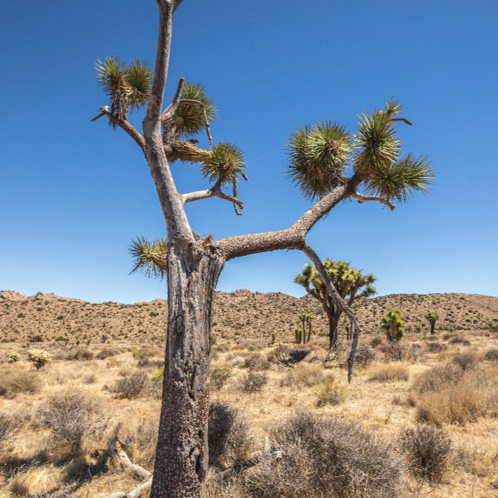 More bad news for California's imperiled Joshua trees