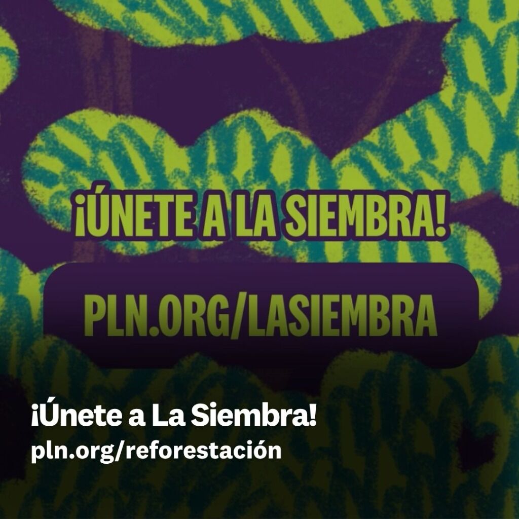 La Siembra - Mariela