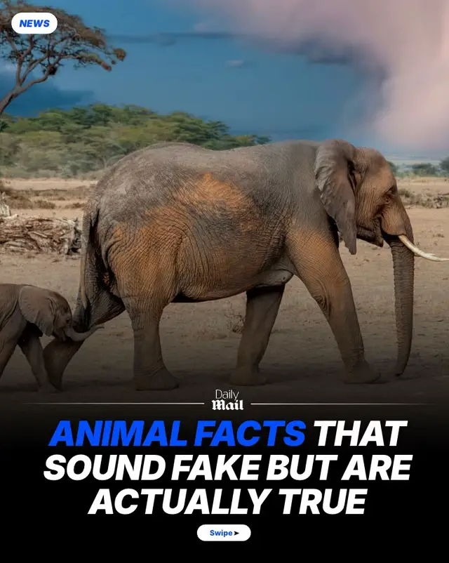 Weird animal facts