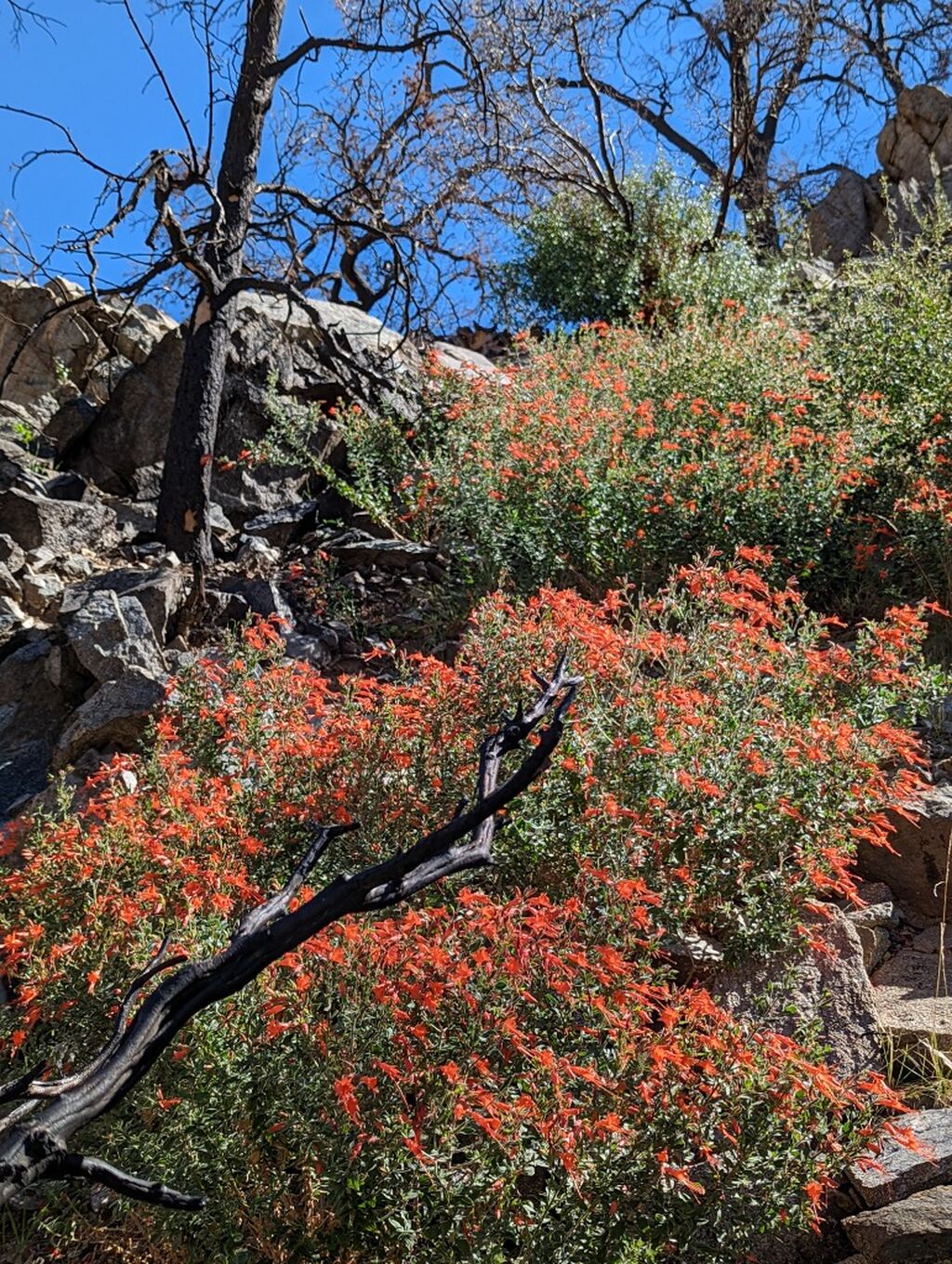 Fire Ecology in the Santa Rosa and San Jacinto Mountains National Monument