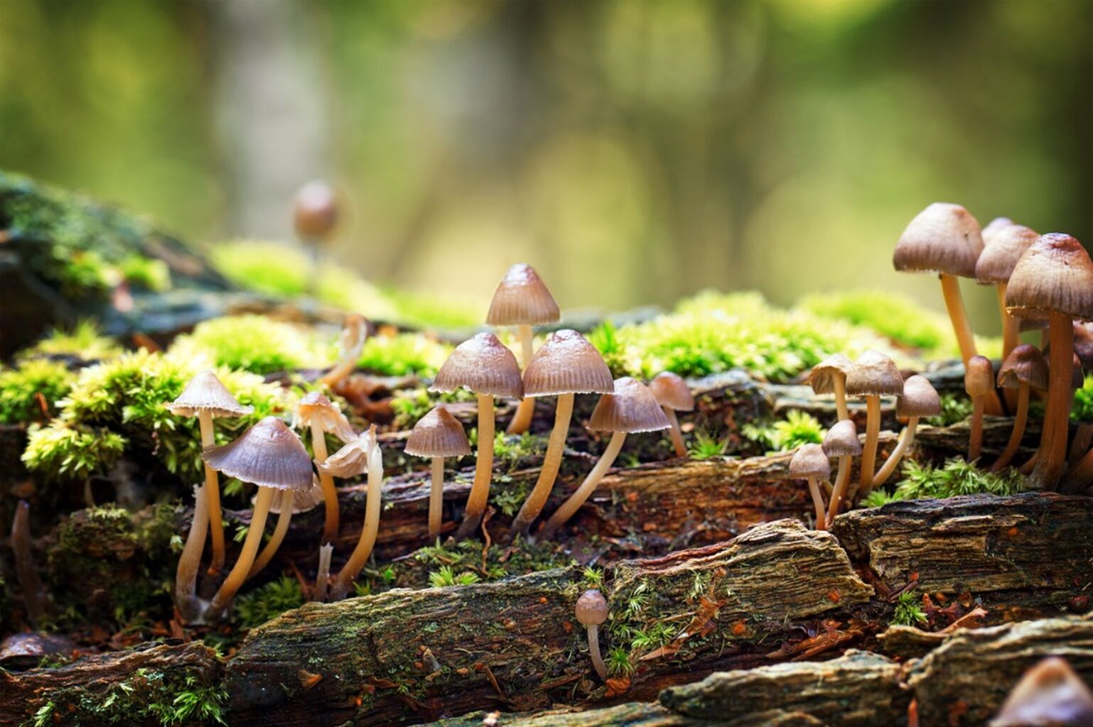 UK Fungus Day: JMM&rsquo;s Fungal Pathogenesis collection