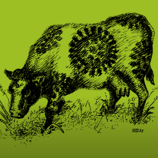 Micro Scope - Cows and bird flu