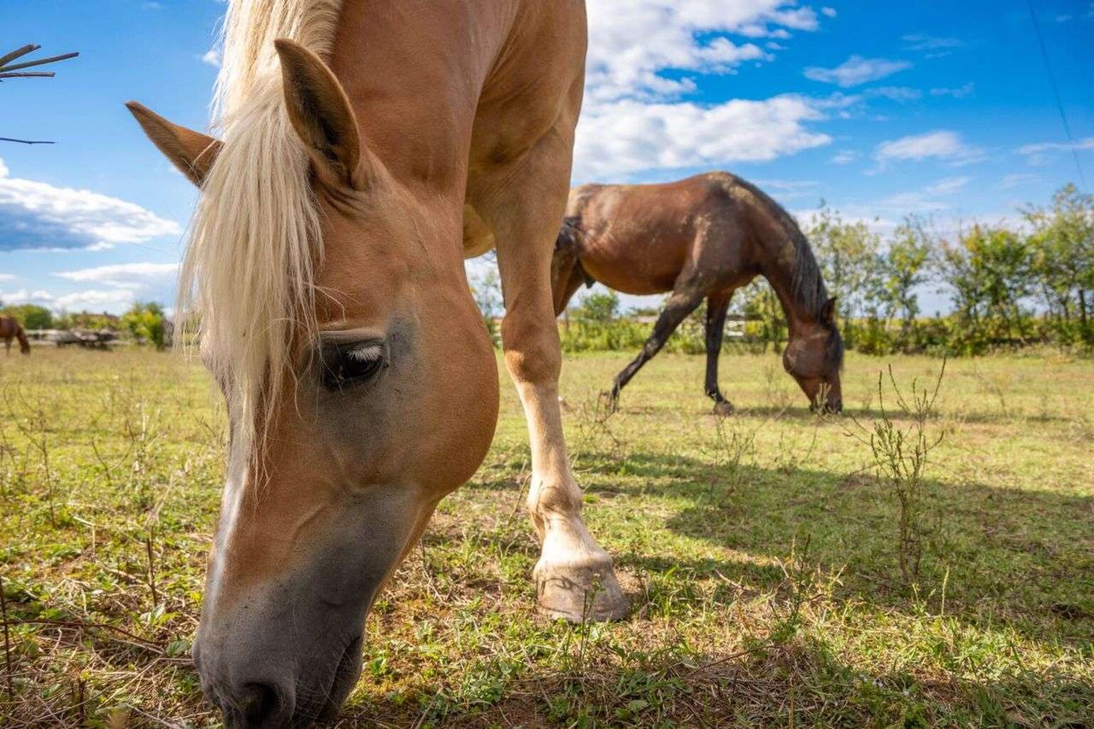 They Loved Horses. They Lost Money. Was It Still A Business? | Taxgirl