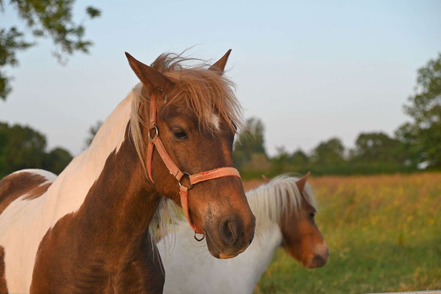 You Be the Tax Judge: The Verdict on a Money-Losing Horse Business | Taxgirl