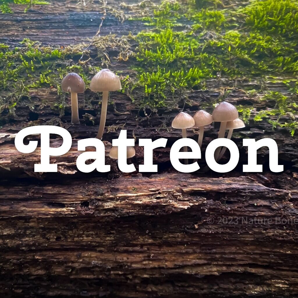 Join my free Patreon!