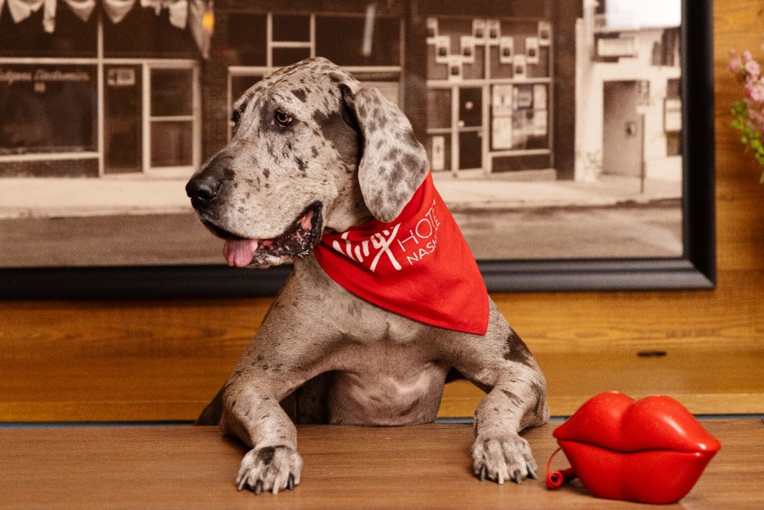 Pet Perks