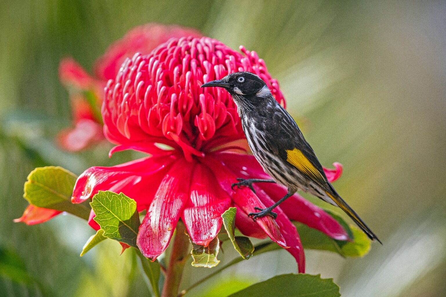 🐦 walk: Birds in the Australian Garden