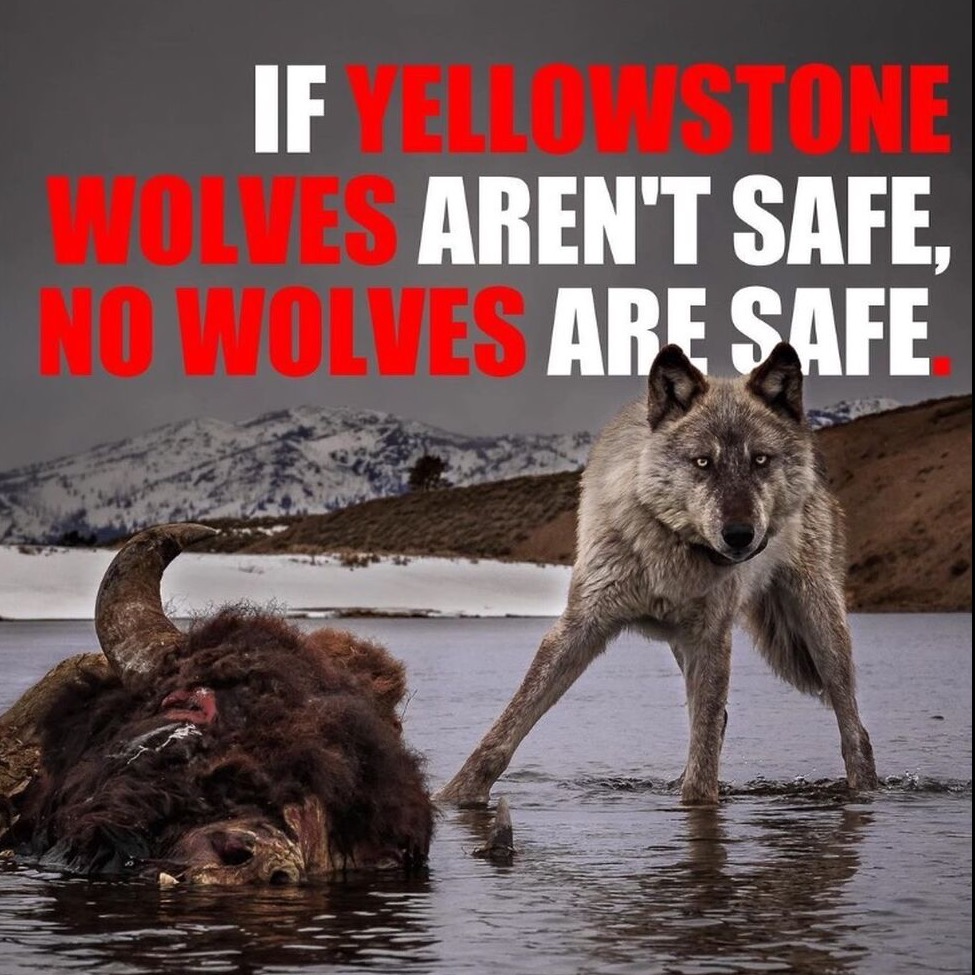 Join #TeamWolf!