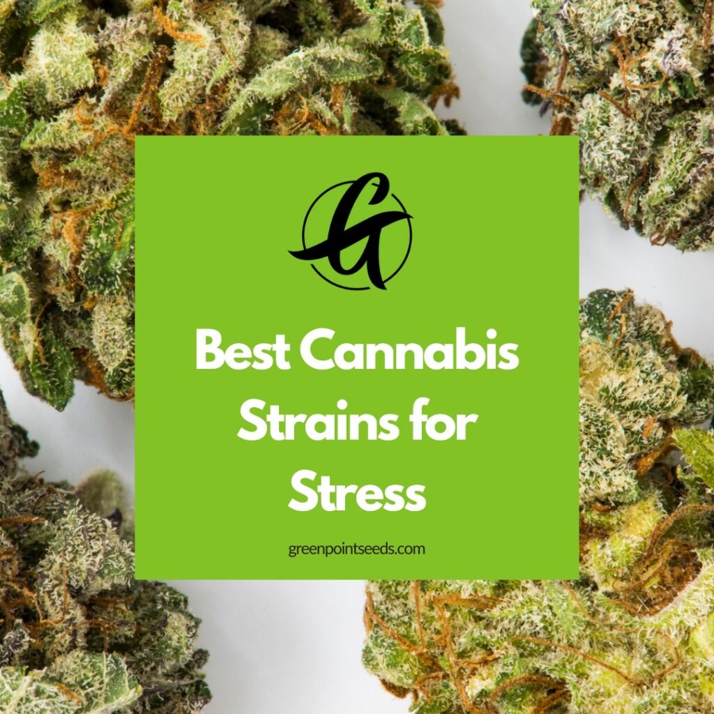 On the Blog: Best Cannabis Strains for Stress