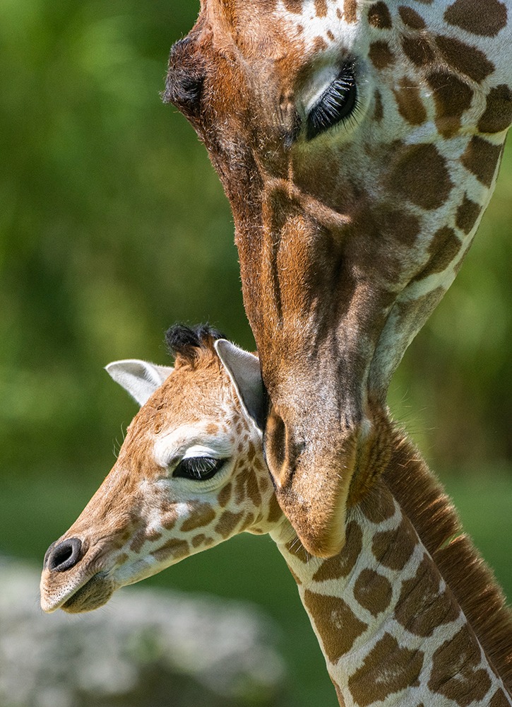 Keepin' it Wild! Newsletter