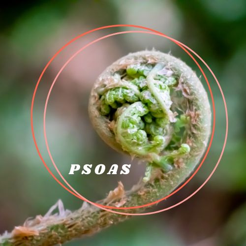PSOAS & Kernbewustzijn coaching - Spirituele benadering voor rug-bekken-heupen klachten