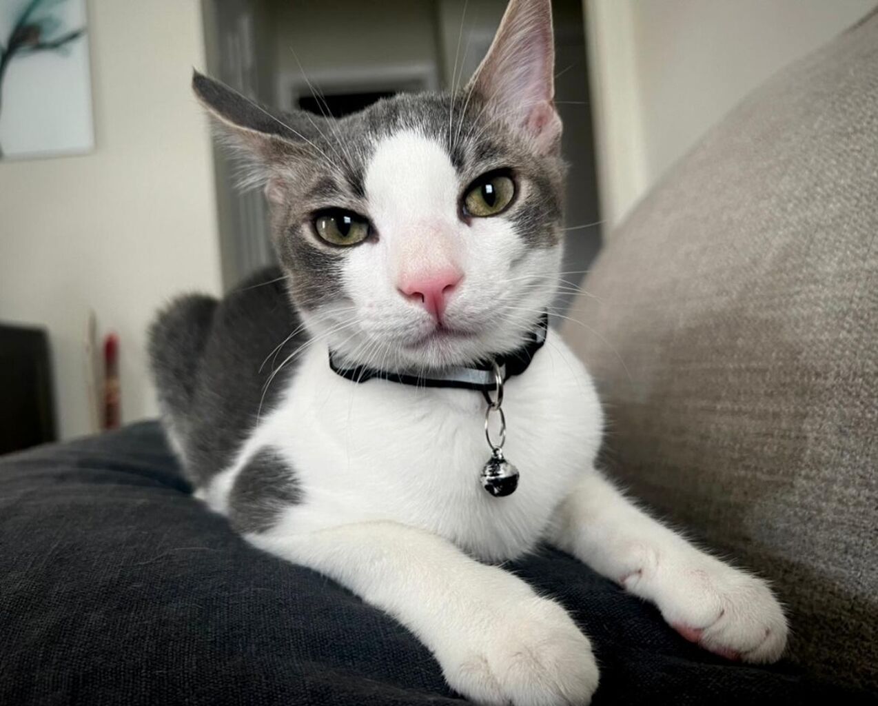 FOSTER APPLICATION