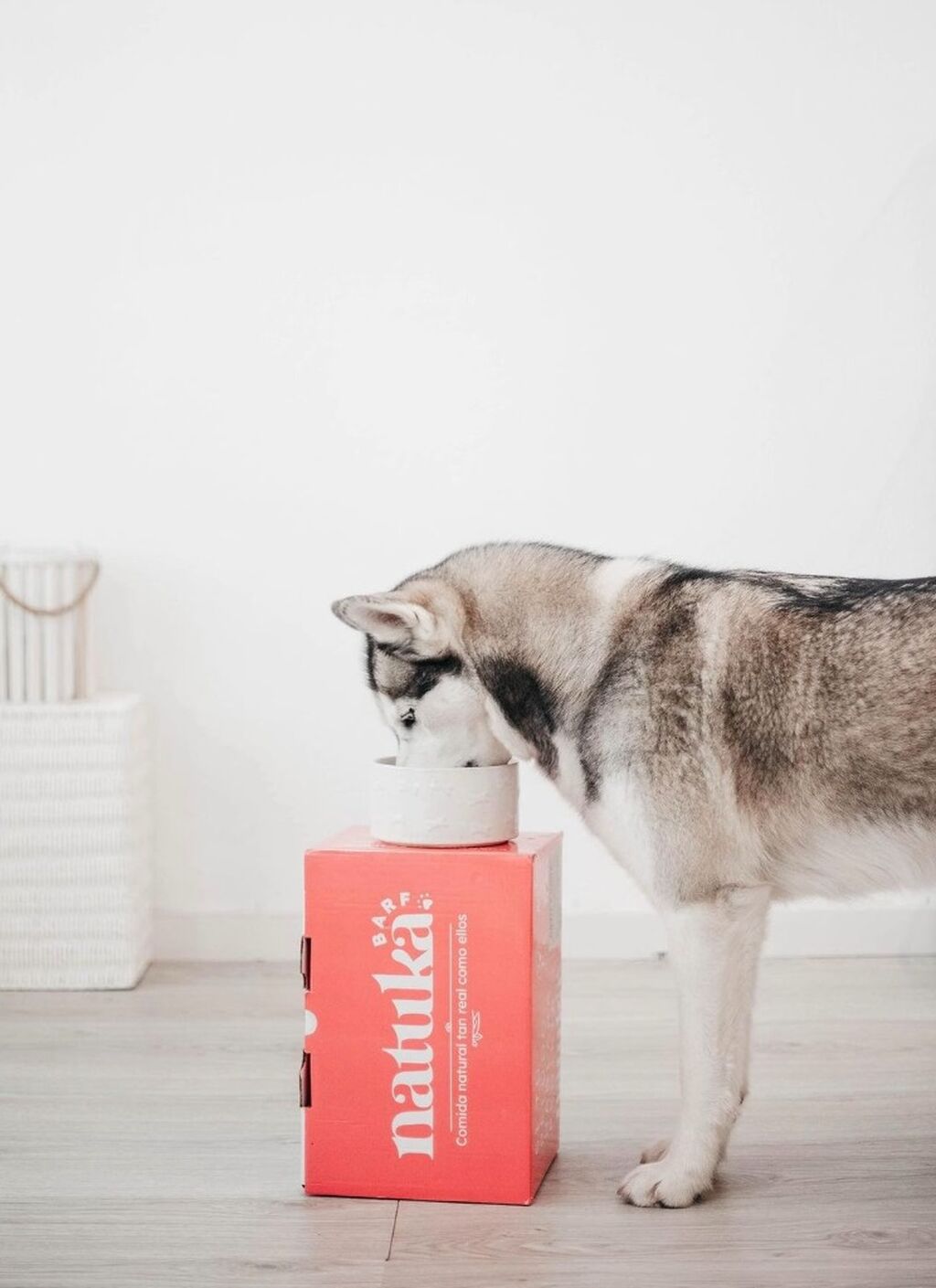 &iquest;C&oacute;mo empezar con perros?