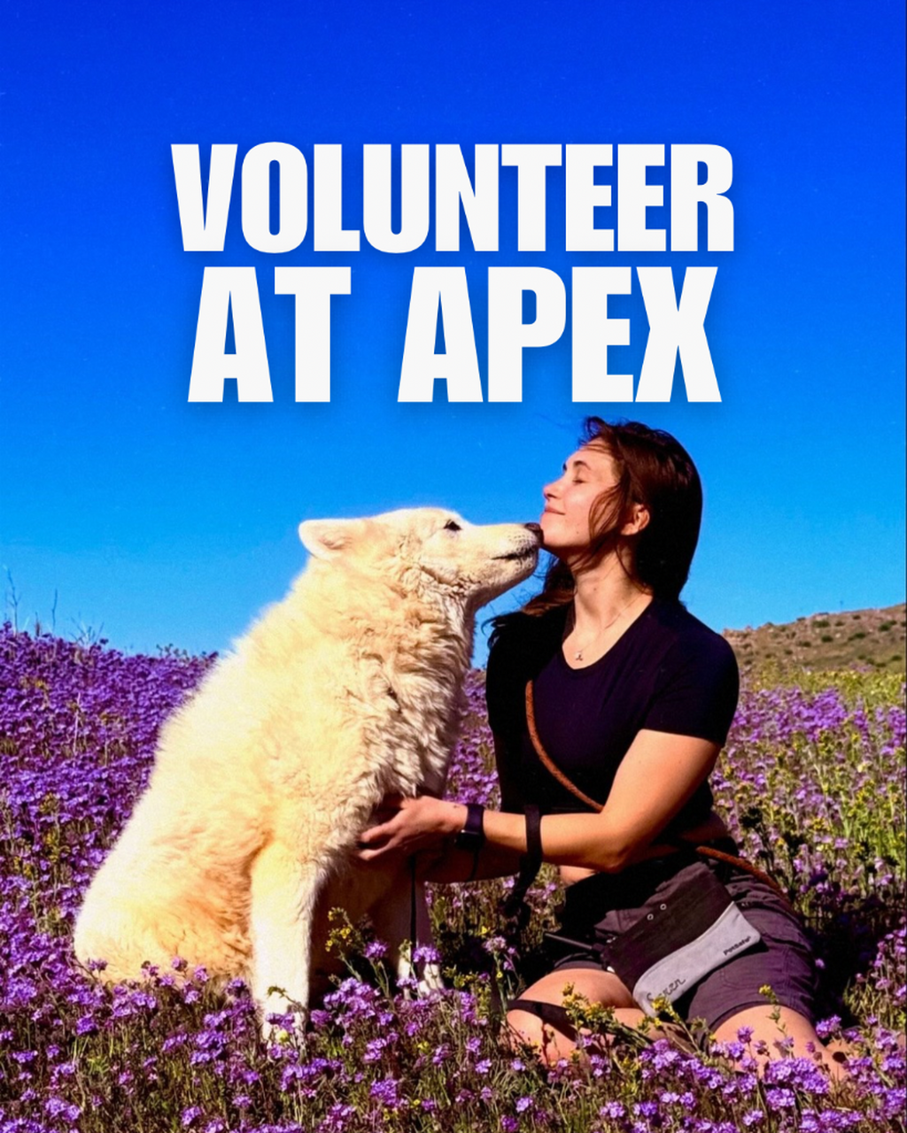 Volunteer 