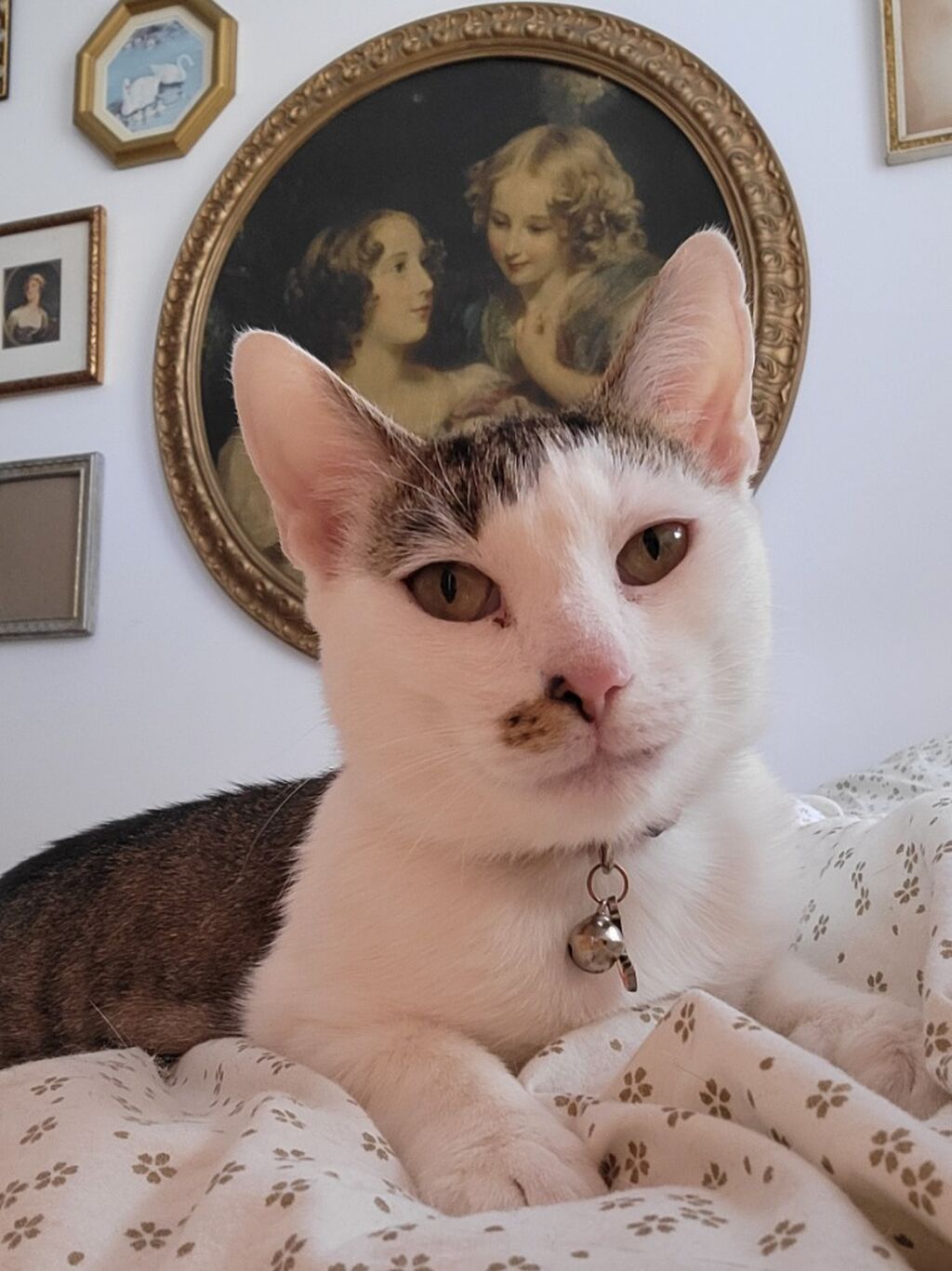 CAT ADOPTION APPLICATION