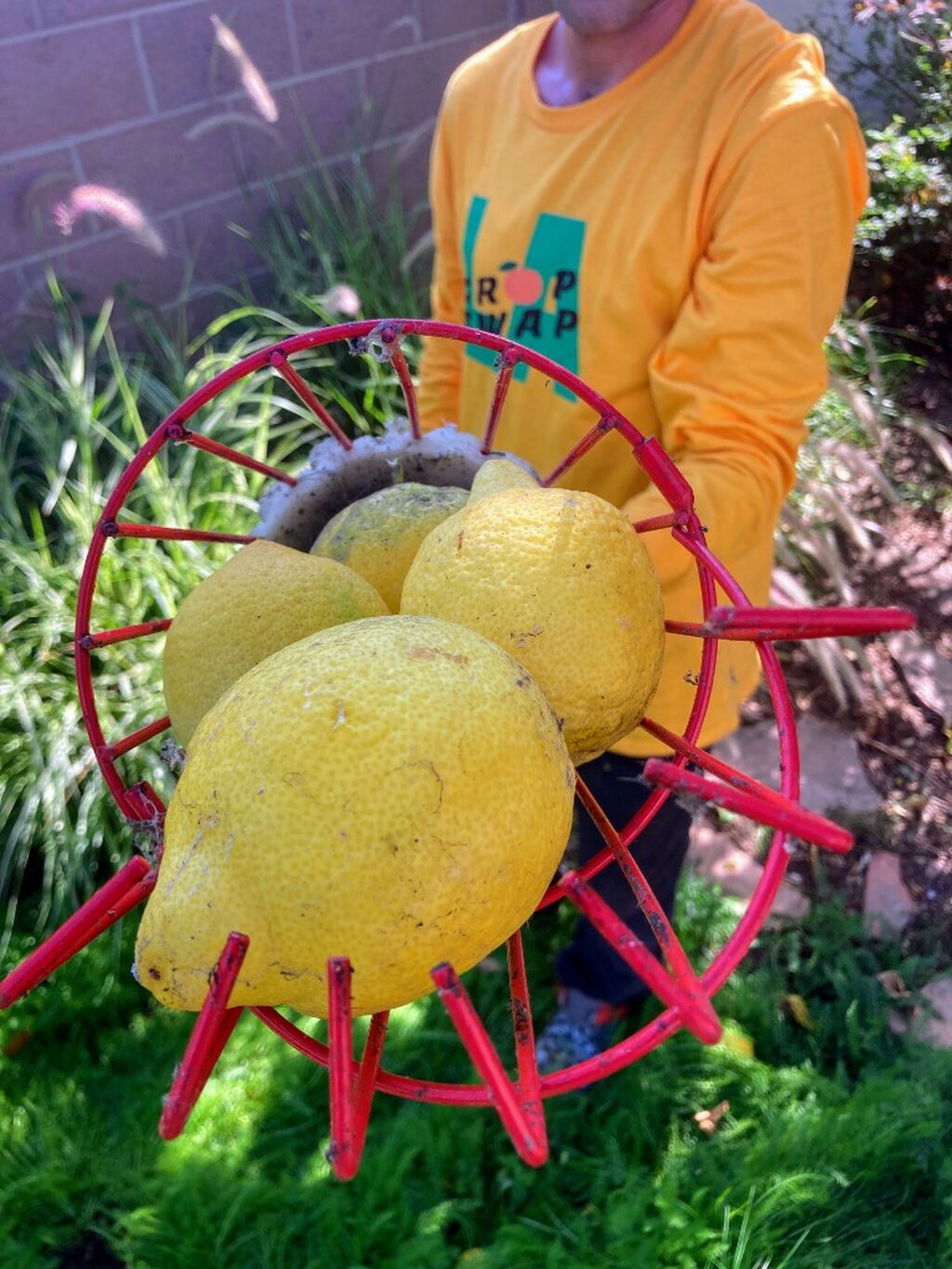 Donate Part Of Your Fruit Tree Harvest