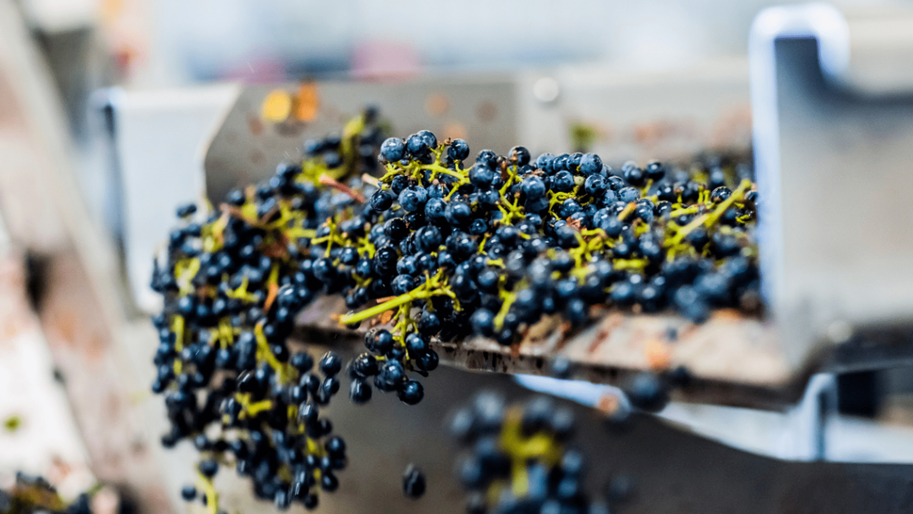 What Happens During Harvest at Silver Oak Napa Valley