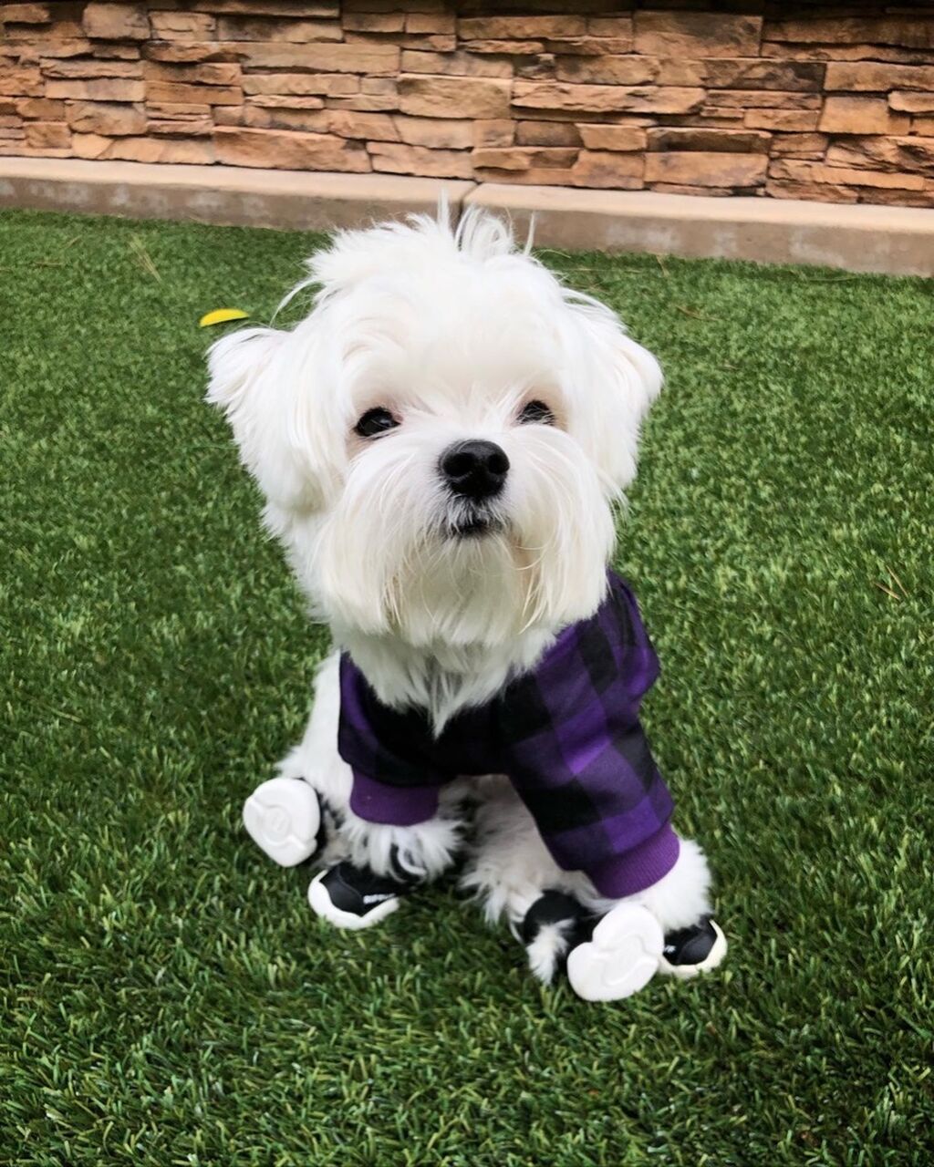 rifruf dog