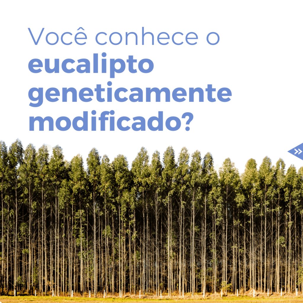 Eucalipto
