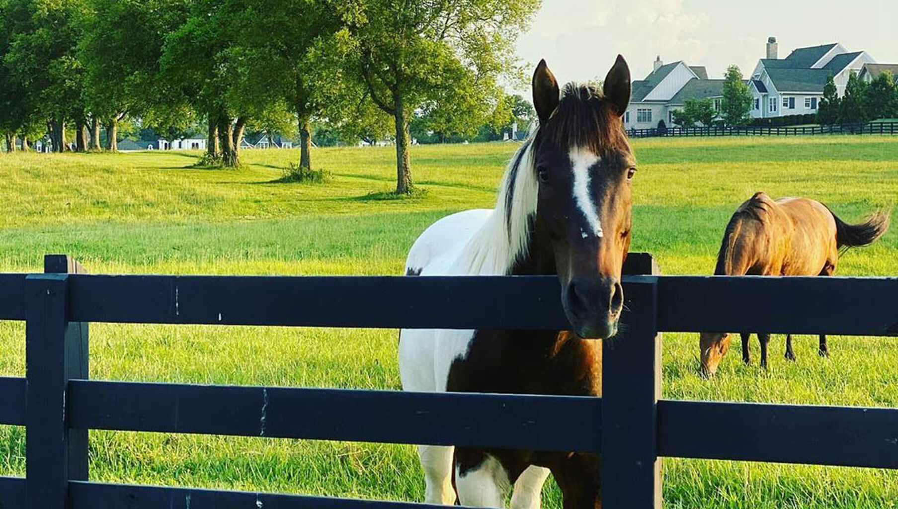 Meet our Community Horses - Grove Living