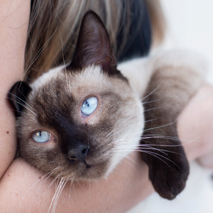 Seja Amigo Catland