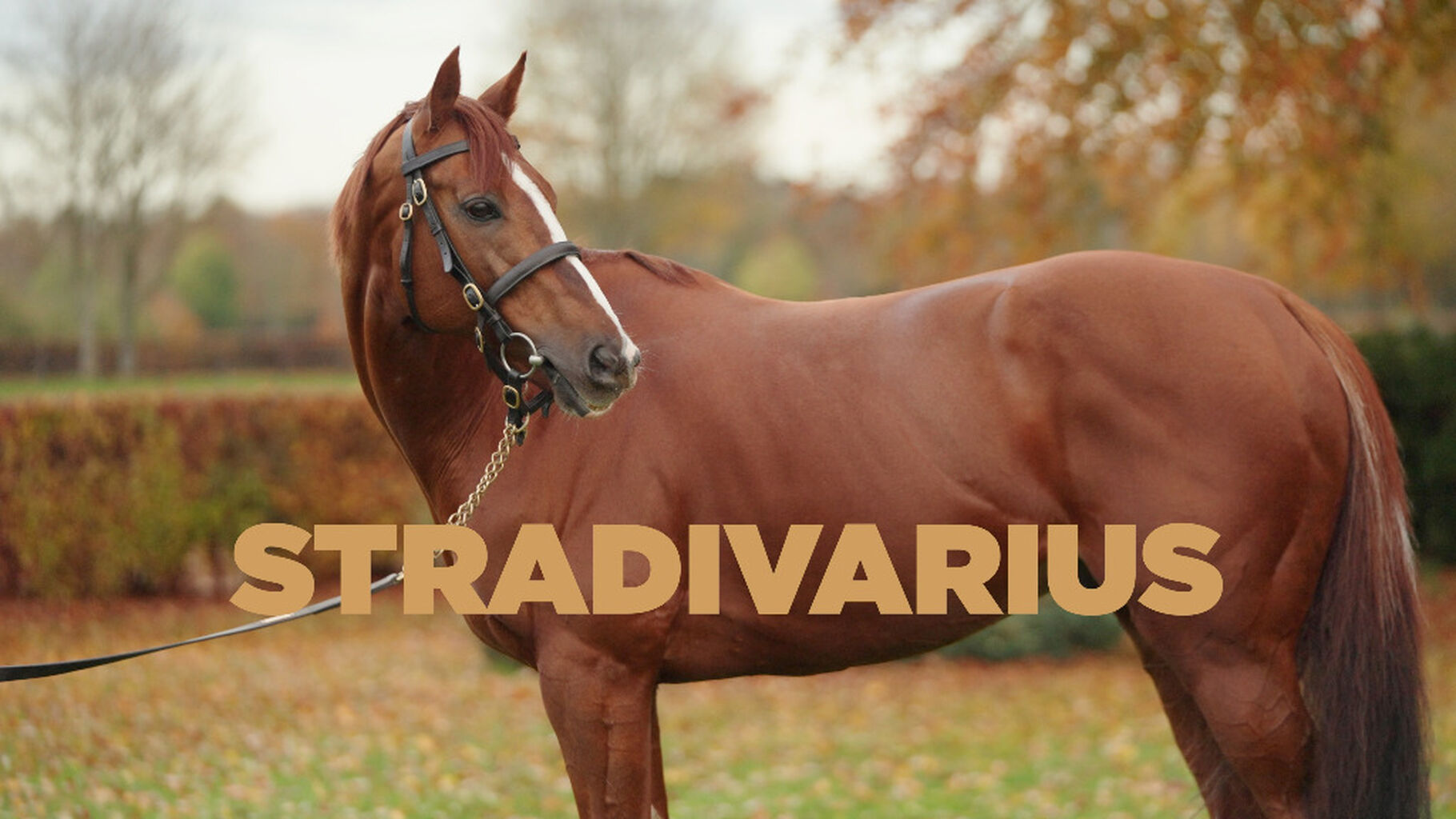 Stradivarius - 4K widescreen