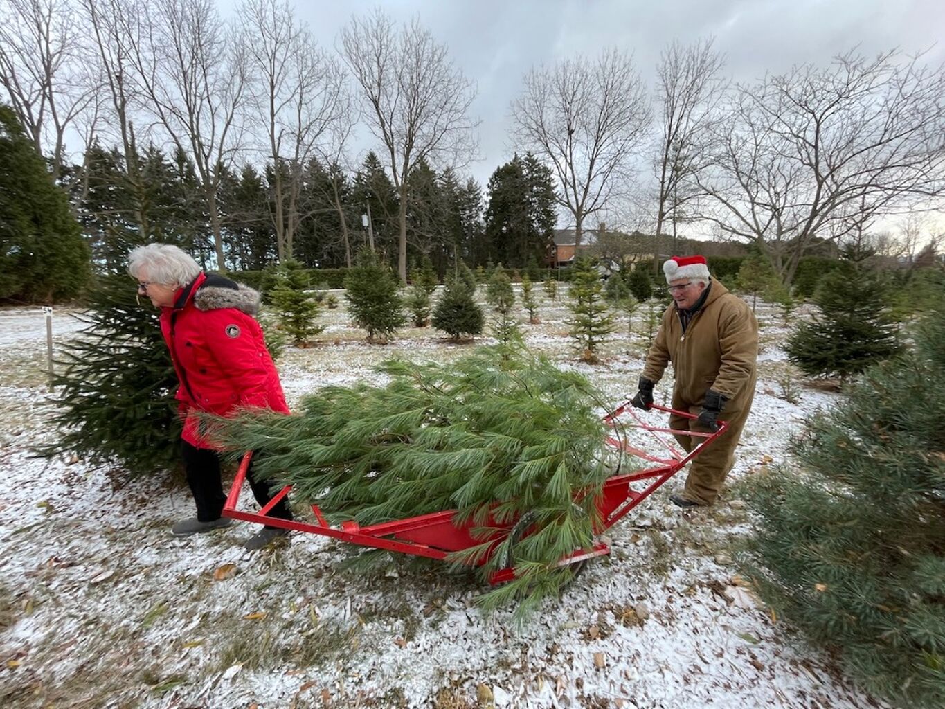 Cut-Your-Own Tree Farms