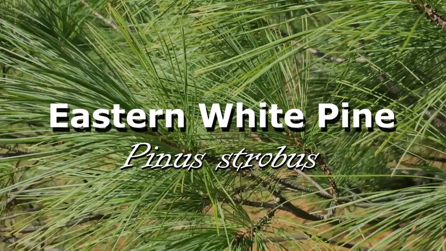 Urban Trees - Eastern White Pine