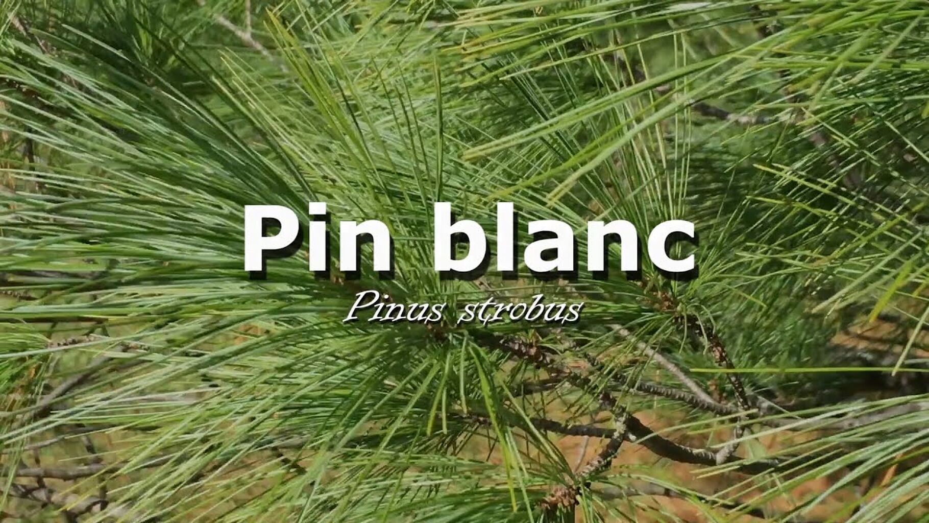 Arbres urbains -  pin blanc