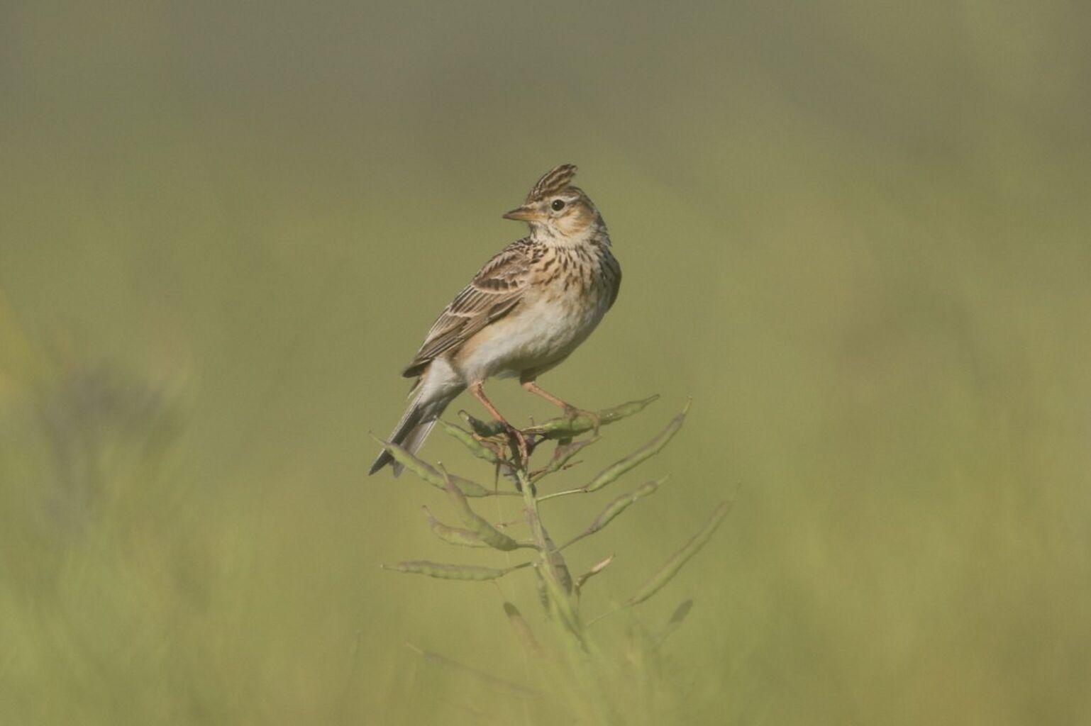 Twitter - APCBirding