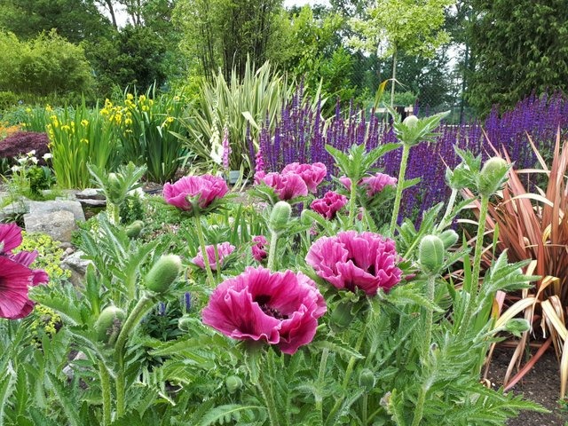 PLANTING DESIGN