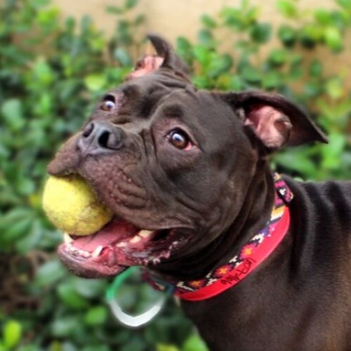 Support our spay/neuter clinic!