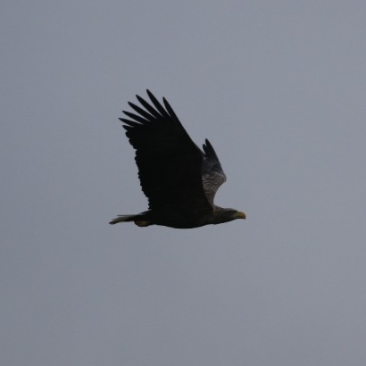 eBird