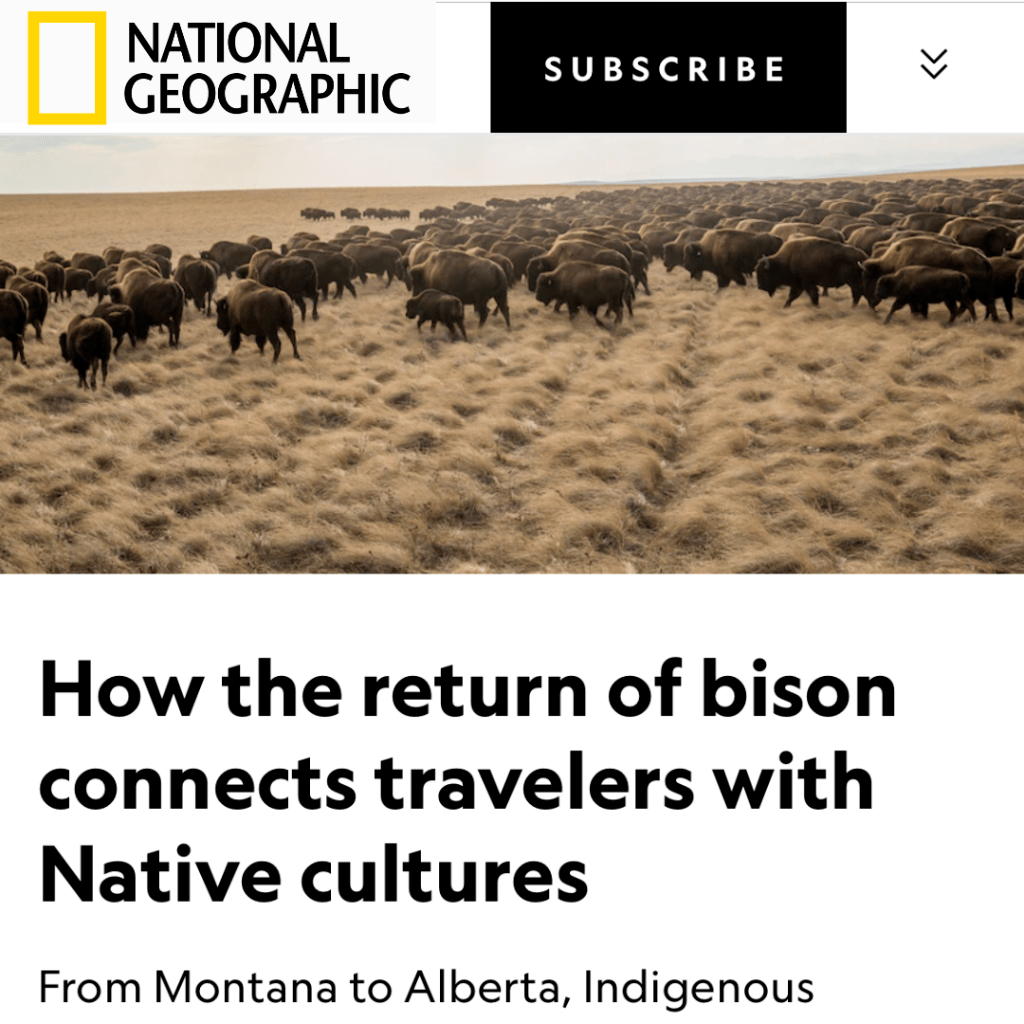 National Geographic - Bison